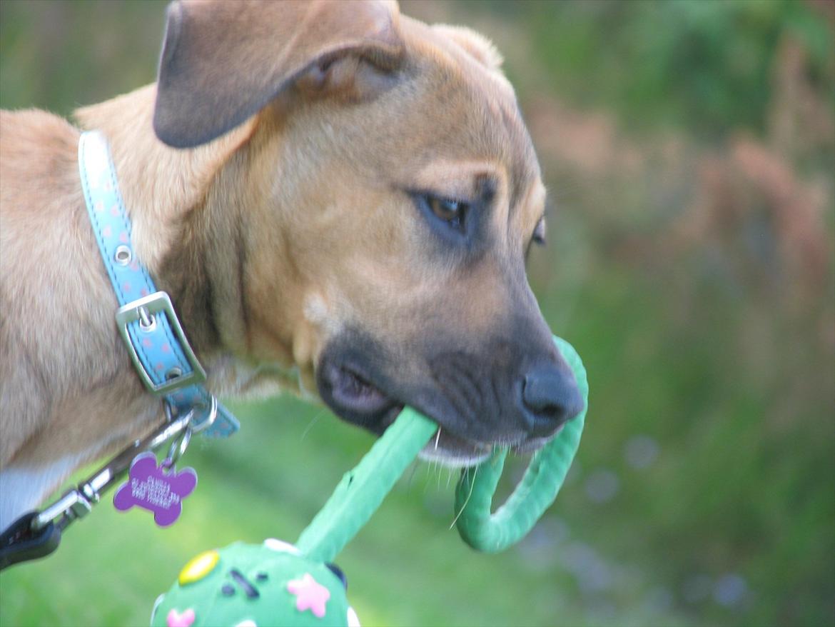 Blanding af racer Shila  billede 2