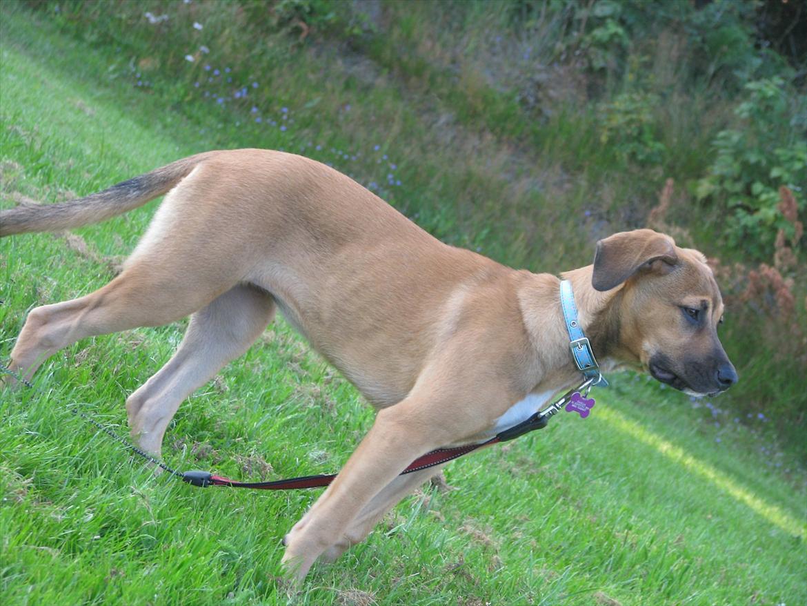 Blanding af racer Shila  billede 3