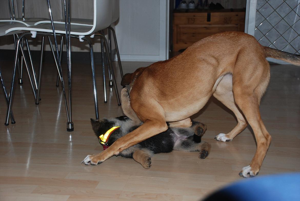 Blanding af racer Shila  billede 4