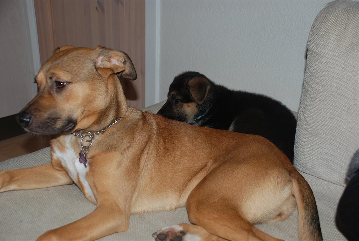 Blanding af racer Shila  billede 5