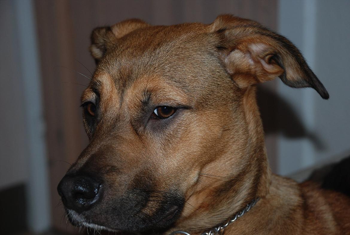 Blanding af racer Shila  billede 6