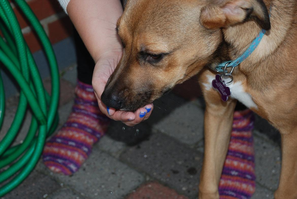 Blanding af racer Shila  billede 7