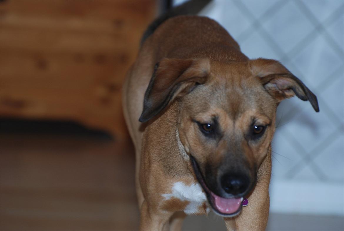 Blanding af racer Shila  billede 8