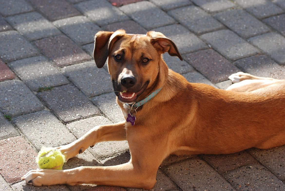 Blanding af racer Shila  billede 9