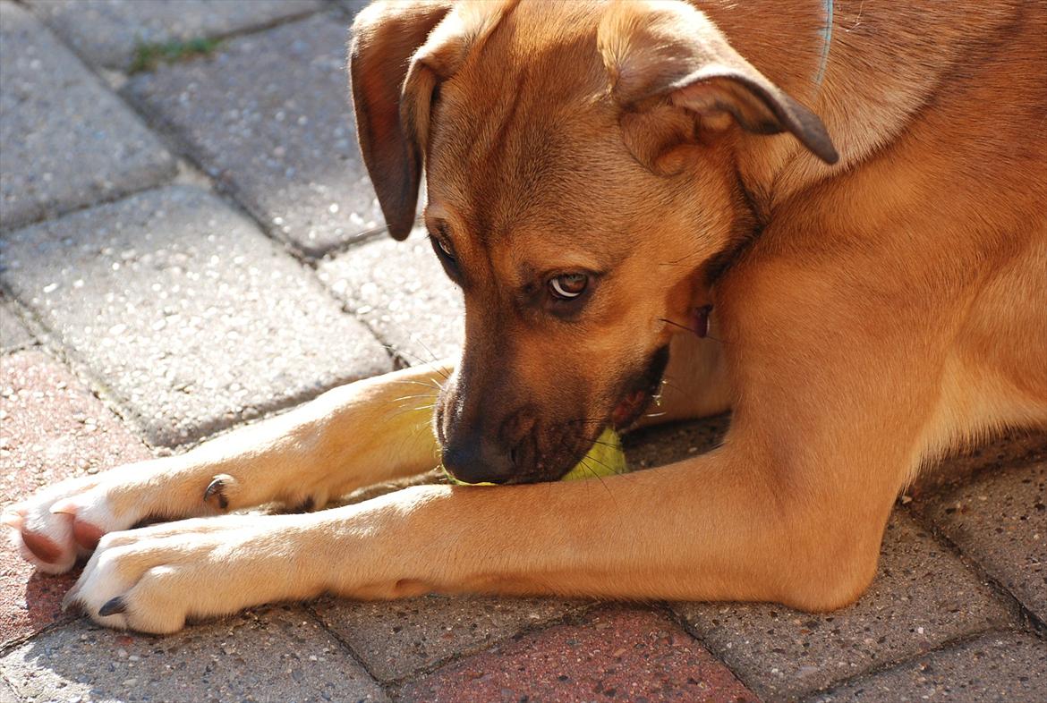 Blanding af racer Shila  billede 10