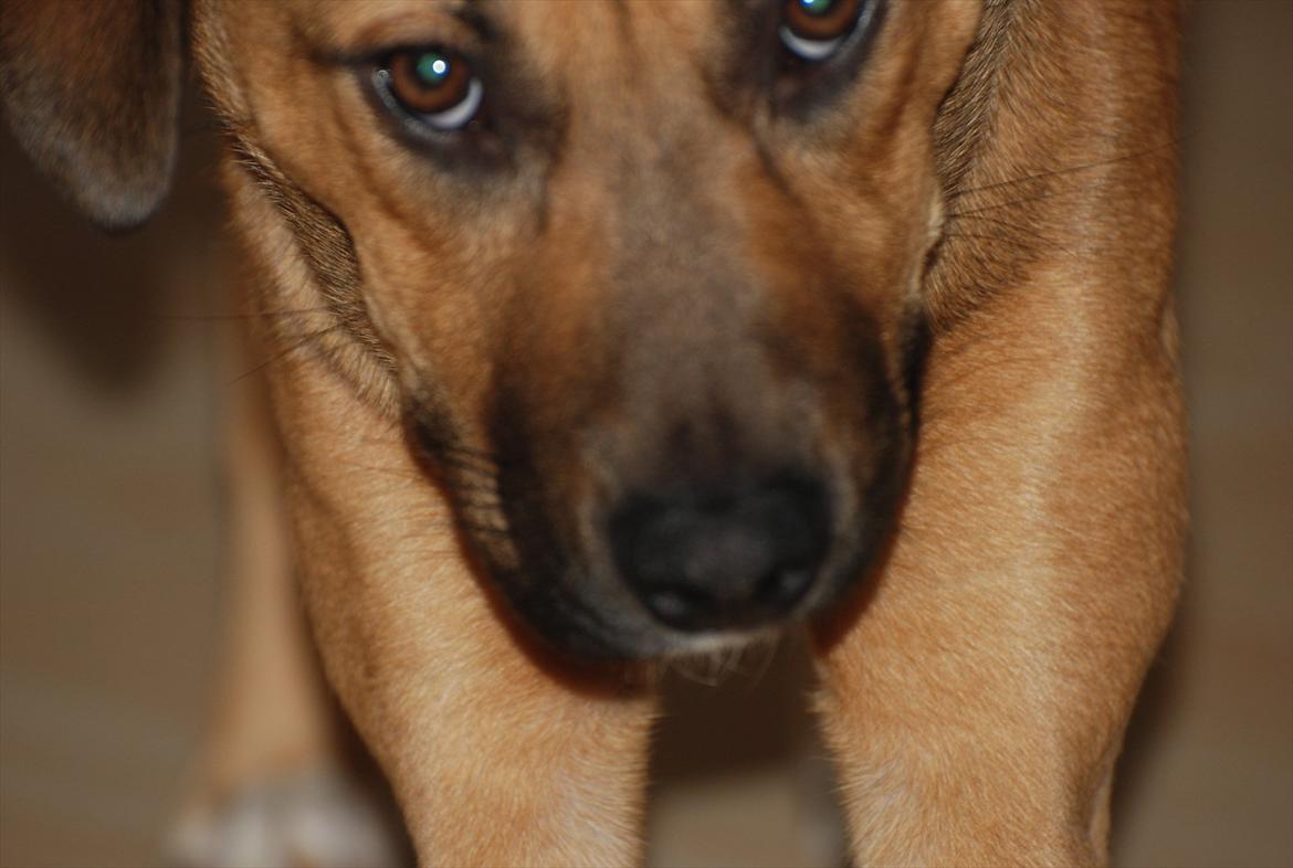 Blanding af racer Shila  billede 11