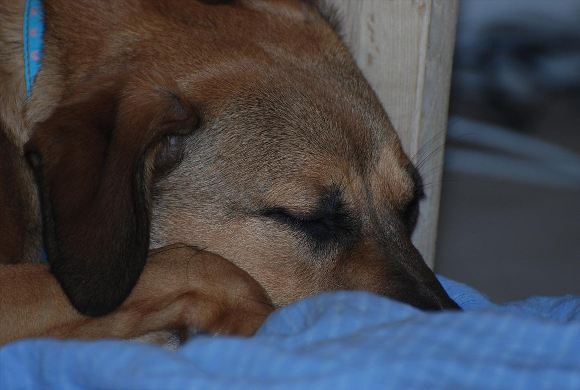 Blanding af racer Shila  billede 12