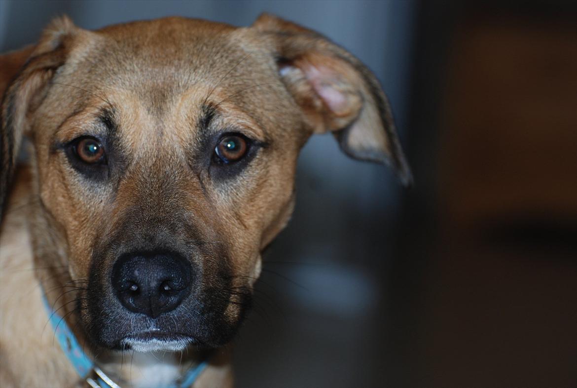 Blanding af racer Shila  billede 13