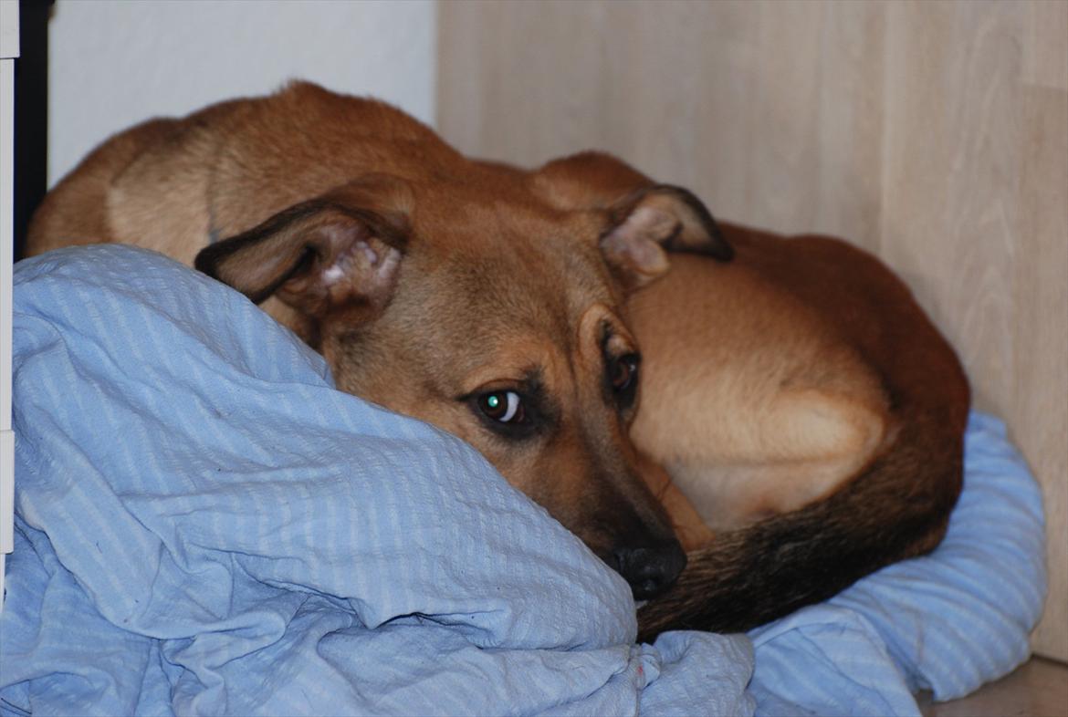 Blanding af racer Shila  billede 14