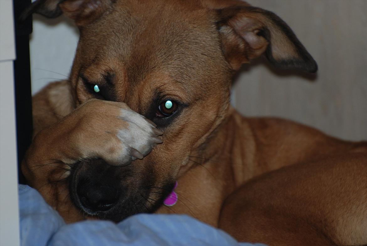 Blanding af racer Shila  billede 15