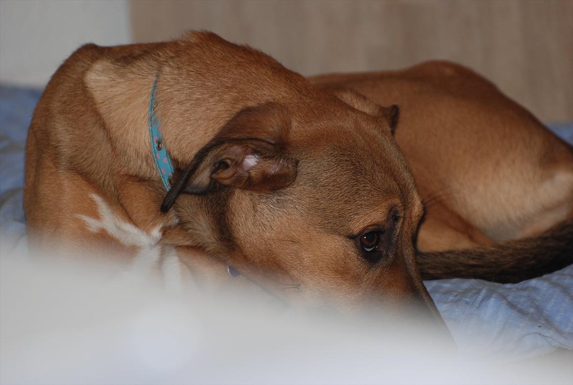 Blanding af racer Shila  billede 16