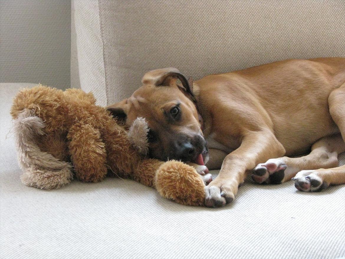 Blanding af racer Shila  billede 18