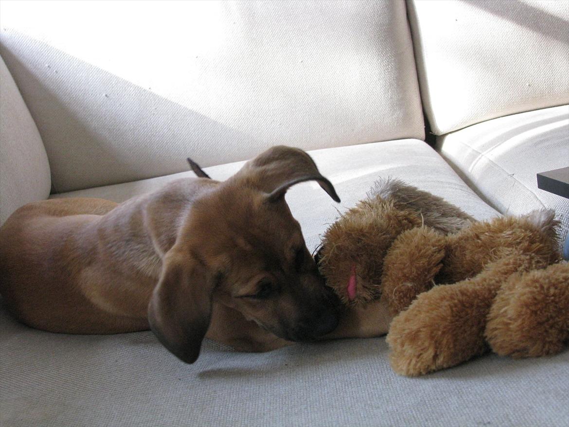 Blanding af racer Shila  billede 19