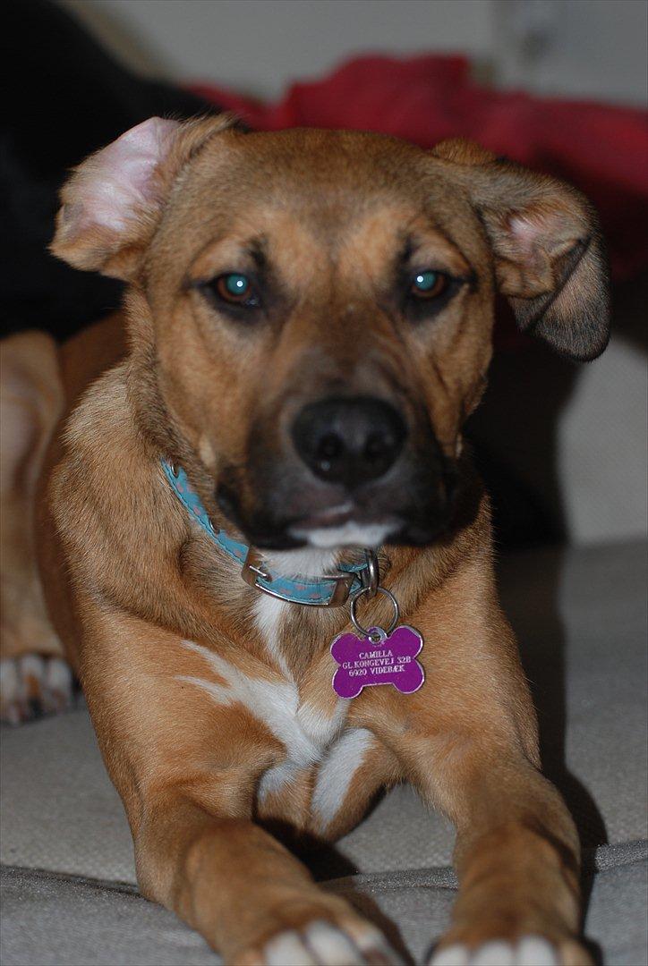 Blanding af racer Shila  billede 17