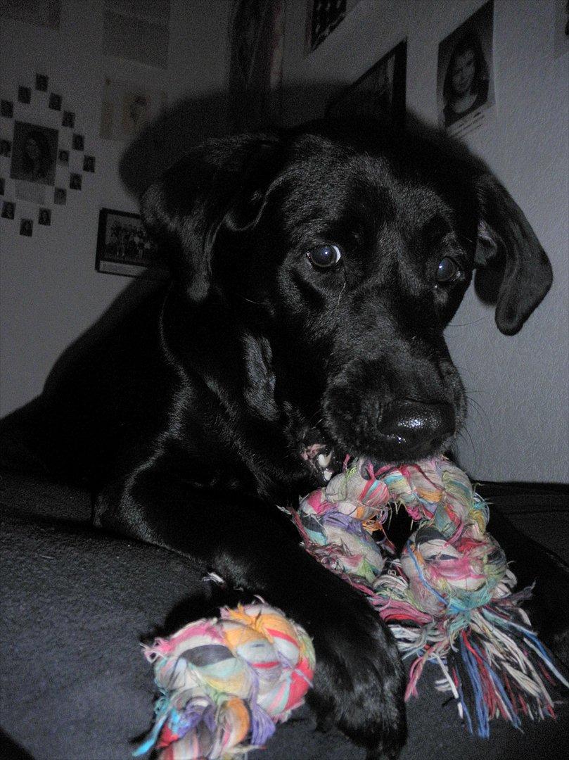Labrador retriever Kiki *Dragen* - du er gruden til jeg står op !
 kort fortalt! billede 14