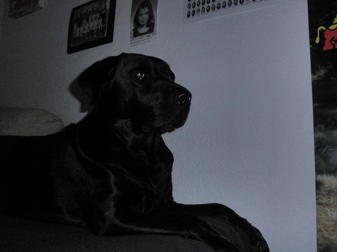 Labrador retriever Kiki *Dragen* - Hun er ikke en snop, hun kender bare sin værdi!<3 billede 15