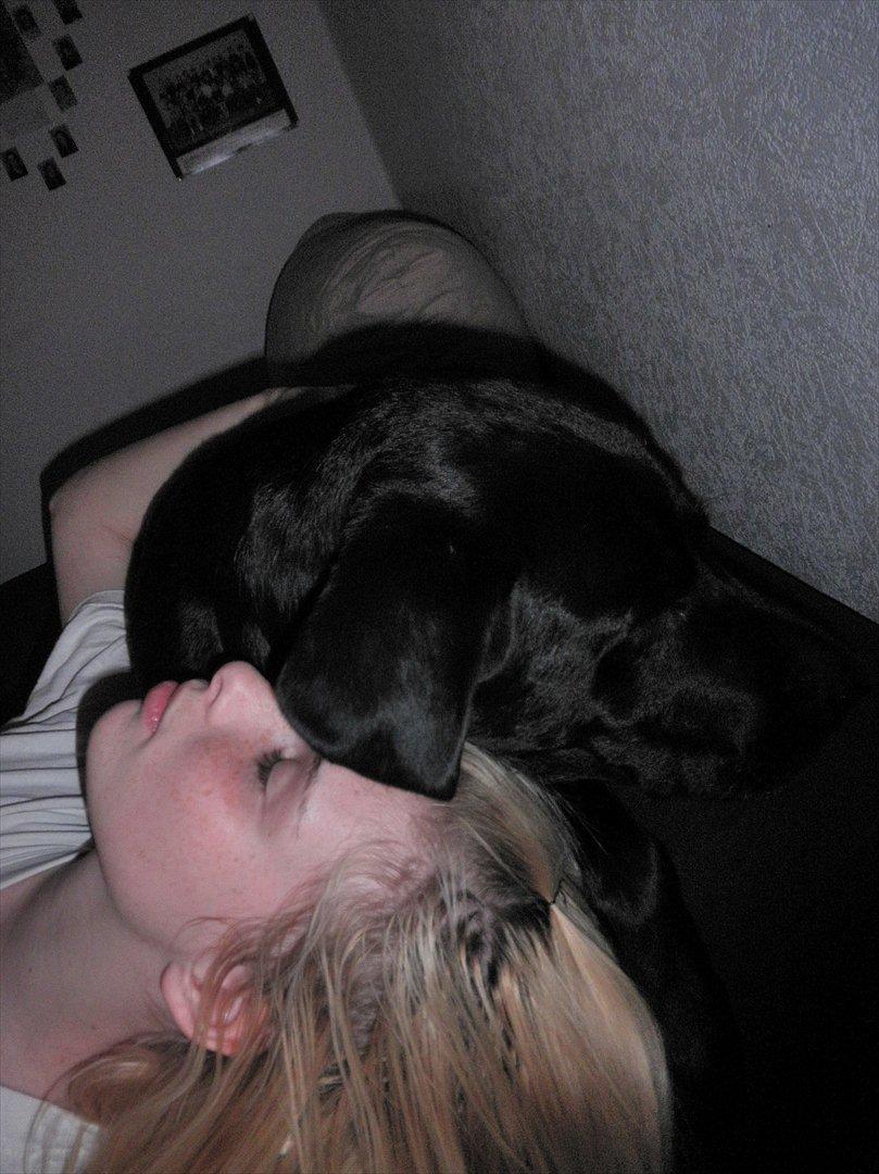 Labrador retriever Kiki *Dragen* - Efter en hård dag!:) billede 16