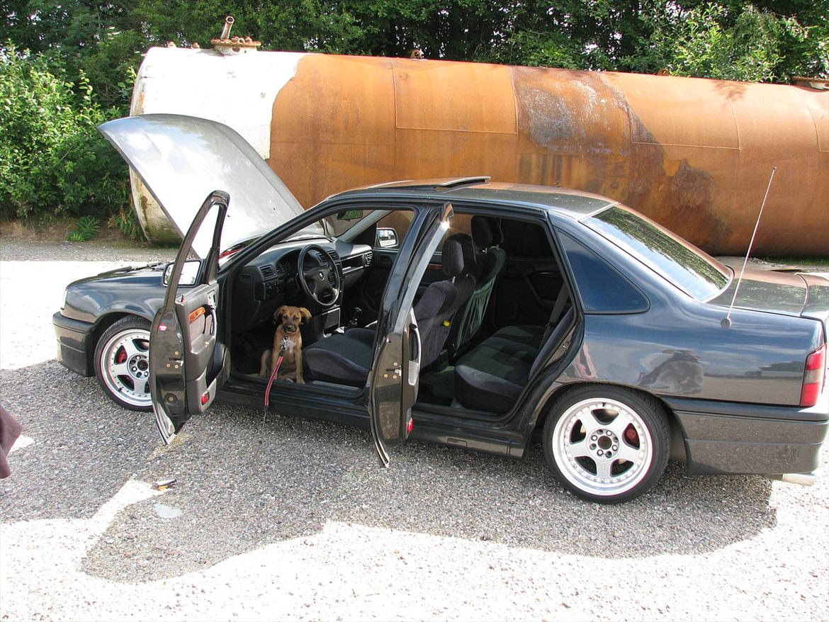 Blanding af racer Shila  billede 20