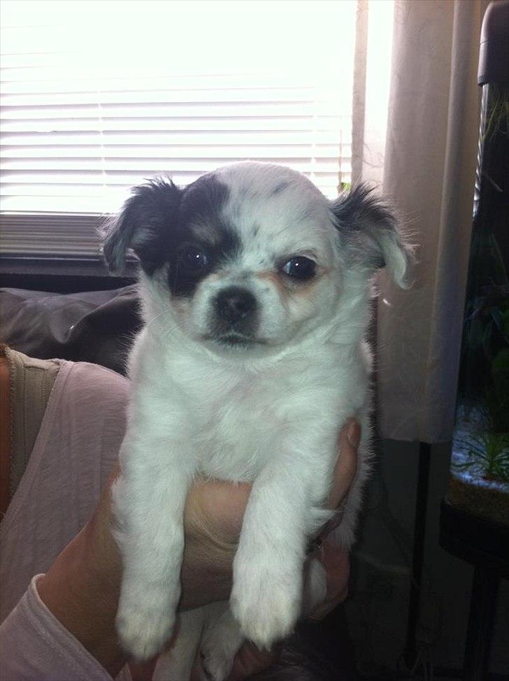 Chihuahua Valentino. - Valentino <3 billede 18