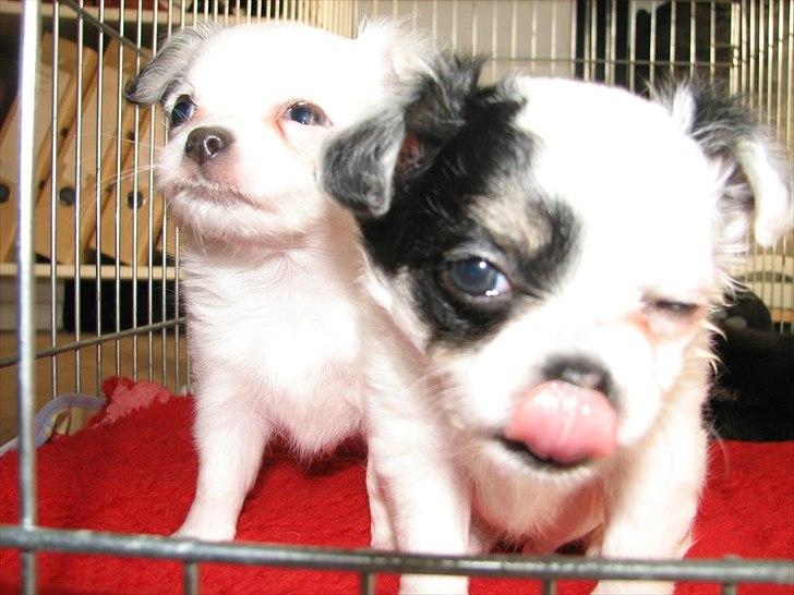 Chihuahua Valentino. - Se lækre mig. ;) 
Valentino til højre og hans søster lijle til venstre. billede 19