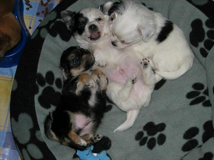 Chihuahua Valentino. - Valentino og hans søskende. billede 20