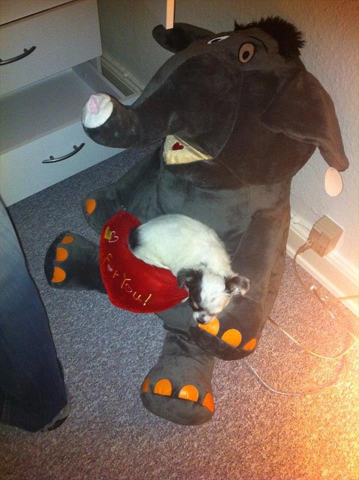 Chihuahua Valentino. - Dejlig bamse at sove på. <3 billede 14