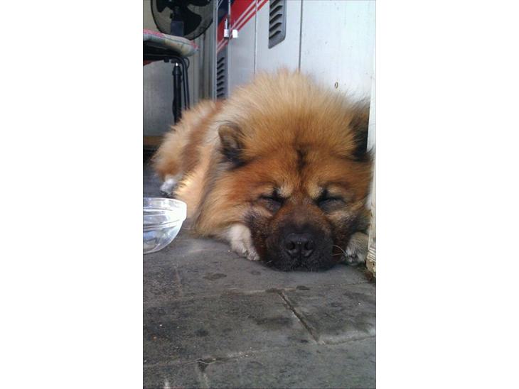 Chow chow Lucky billede 1