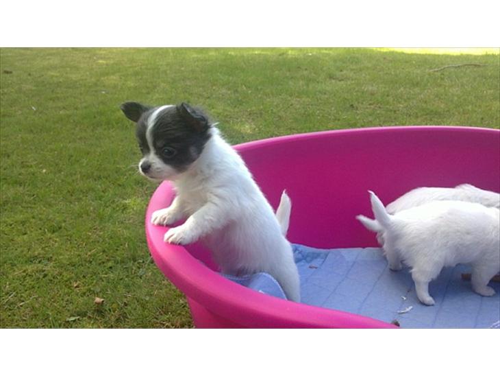 {{currentPhoto.altText}} billede {{currentPhoto.number}}