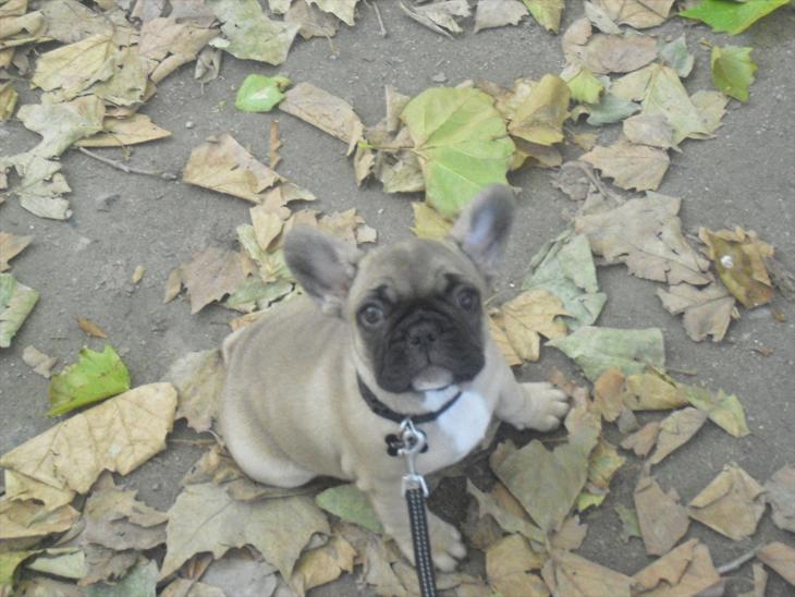 {{currentPhoto.altText}} billede {{currentPhoto.number}}