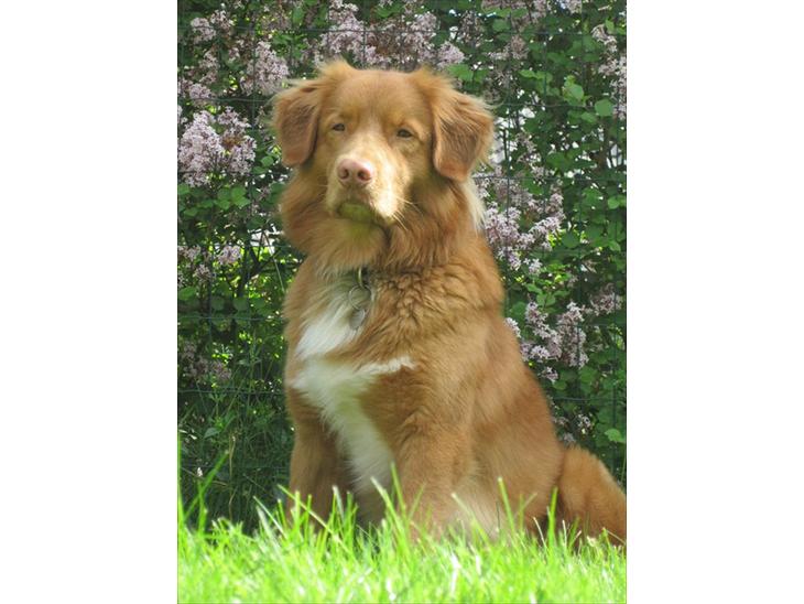 Nova scotia duck tolling retriever Simba - Velkommen til Simba's profil <'3 billede 1
