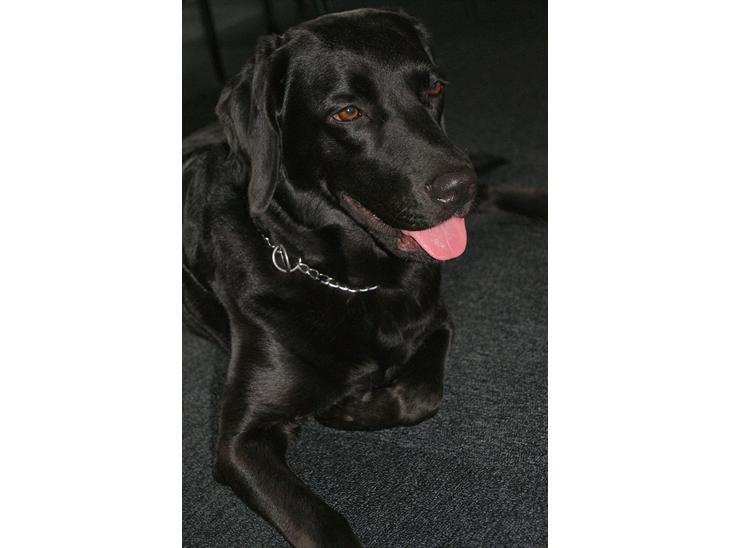 Labrador retriever malou billede 1