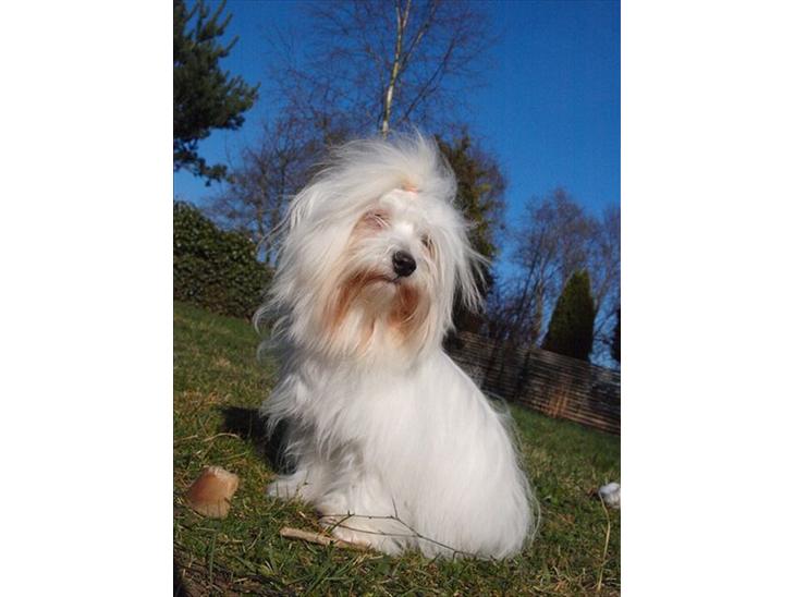 Coton de tulear Lily billede 1