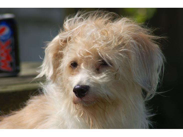 Coton de tulear Rosa billede 1