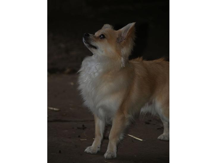 Chihuahua Mac billede 1