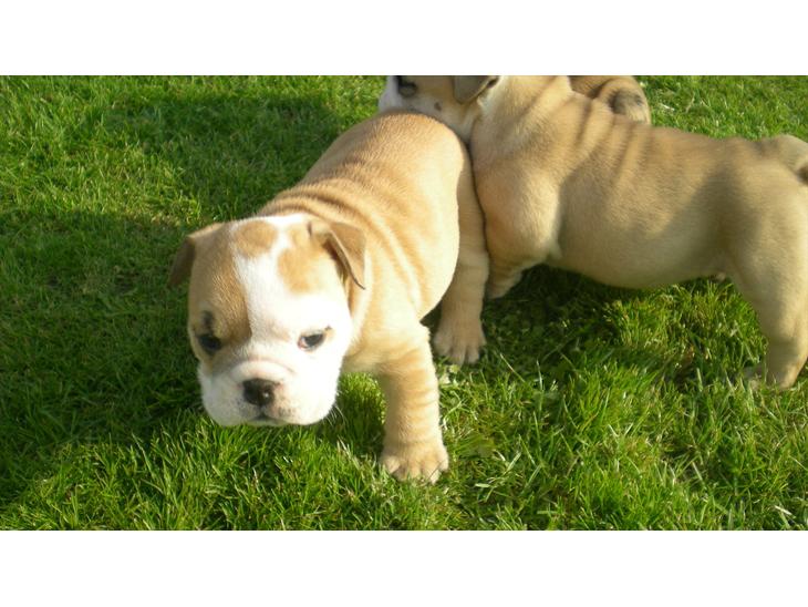 Engelsk bulldog Karla von go go - Nyder det dejlige vejr billede 1