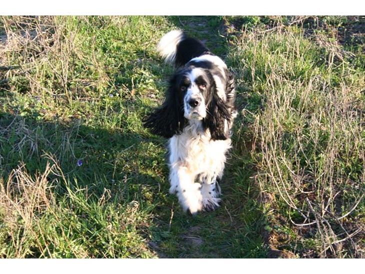 Engelsk springer spaniel Chemy (R.I.P) - Chemy på tur i juletræerne :) <3 billede 1