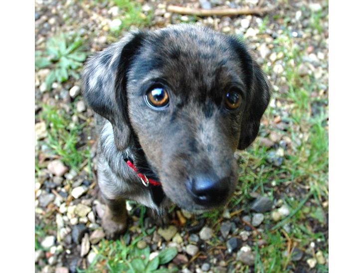 Blanding af racer Þrándr Shadow - Shadow at 4.5 months in Rebild hundeskov billede 1