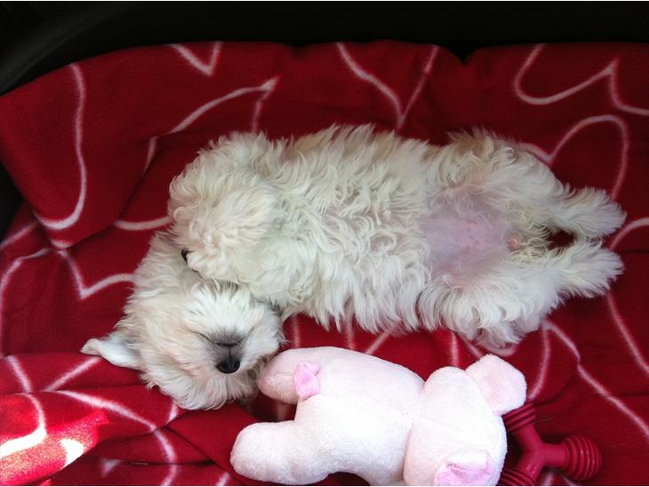 {{currentPhoto.altText}} billede {{currentPhoto.number}}