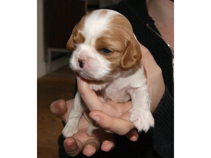 Cavalier king charles spaniel Marskens Nova  billede 1