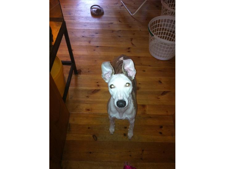 Whippet Snif - Snif med de sjove ører :) billede 1