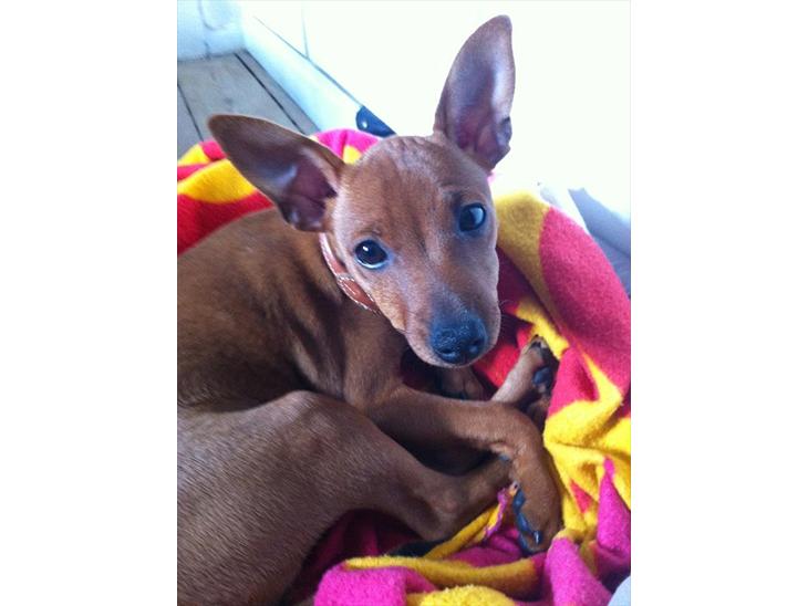 {{currentPhoto.altText}} billede {{currentPhoto.number}}