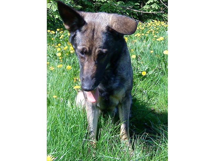 {{currentPhoto.altText}} billede {{currentPhoto.number}}