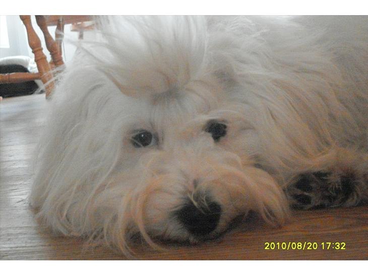 {{currentPhoto.altText}} billede {{currentPhoto.number}}