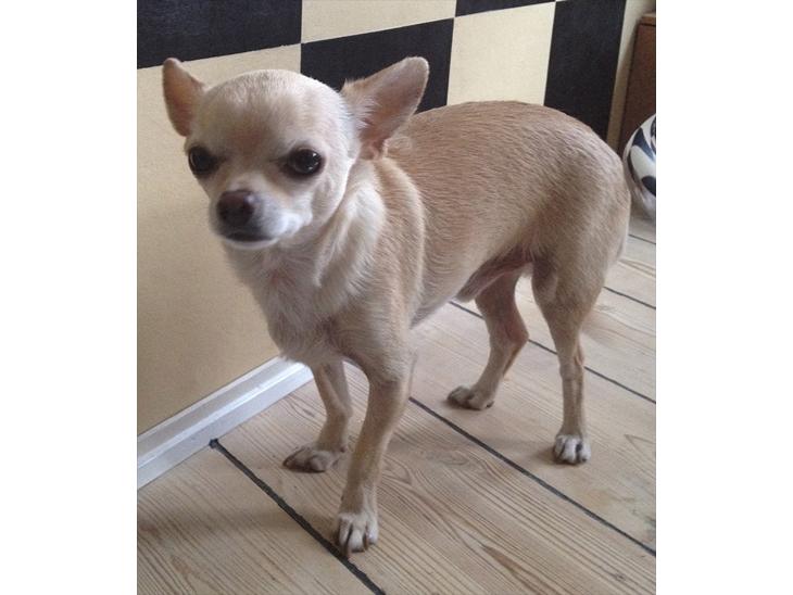 {{currentPhoto.altText}} billede {{currentPhoto.number}}