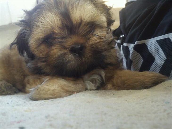 {{currentPhoto.altText}} billede {{currentPhoto.number}}