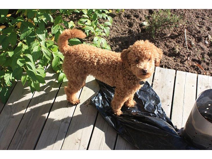 {{currentPhoto.altText}} billede {{currentPhoto.number}}