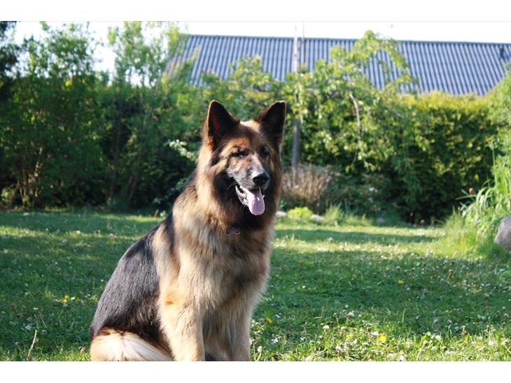 Schæferhund Freja  billede 1