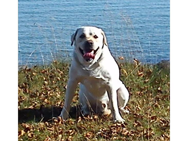 {{currentPhoto.altText}} billede {{currentPhoto.number}}