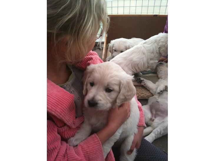 Golden retriever Karla - Lægger godt her  billede 1