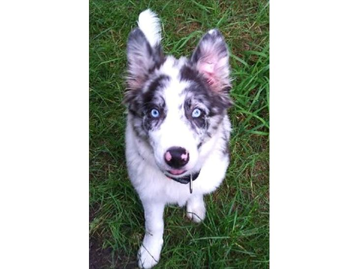 {{currentPhoto.altText}} billede {{currentPhoto.number}}